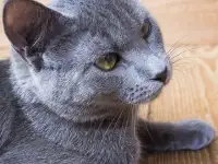 Кот Маус, кастрирован., фотография 8