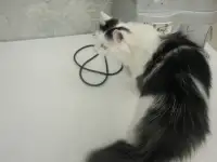 Кошка в поисках дома, фотография 6