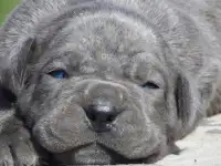 Щенки Кане Корсо