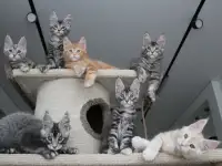 Котята мейн-кун, фотография 5