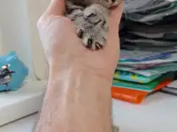 Котята британцы, фотография 4