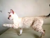Бенгальские котята, фотография 7