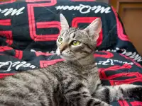Котенок Тоффи, 7 мес.