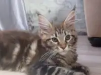 Мейн кун, фотография 9