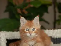 мальчик породы Мейн-кун, фотография 8