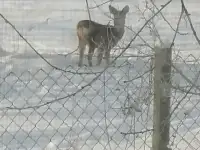 Дом у озера в Новом Селе! Кирпичный дом, 25 соток  баня на берегу. Косули приходят к порогу!, фотография 2