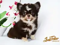 Щенки чихуахуа из профессионального питомника JudiTeilor