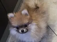 Щенки мини шпиц, фотография 3