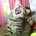 Котята золотые британцы, фотография 6