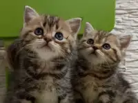Британские котята, фотография 3