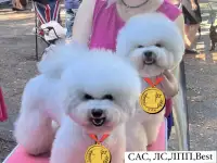 Девочка Бишон фризе, фотография 5
