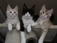 Котята мейн кун!, фотография 5