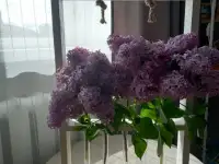 Рамки для цветов с колбами, фотография 3