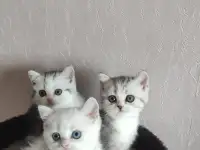 Шотландские котята с голубыми глазами, фотография 6