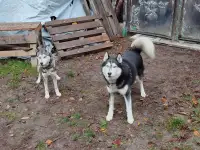 В дар ,чистокровная хаски, фотография 2