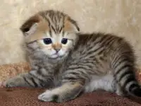 ЗОЛОТАЯ ШИНШИЛЛА шотландские котята, фотография 2
