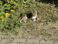 Ищет дом которебенок! Котенок в дар! СОС!