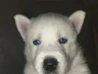 Продаются славные щенк., фотография 5