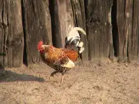 Куры несушки доставка