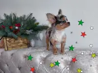 Чихуахуа мини мальчик.Эксклюзив., фотография 2