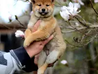 Щенки сиба ину. шиба, фотография 3