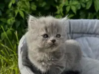 Шотландские котята, фотография 5