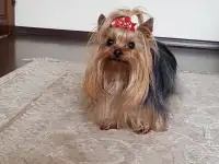 Мини йорк приглашает на вязку, фотография 2