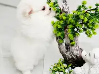 Померанский шпиц, девочка, фотография 4
