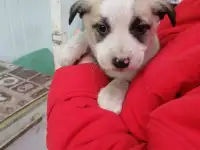 Отдам щенка бесплатно, фотография 5
