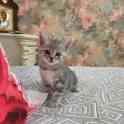 котята шотландские, фотография 4