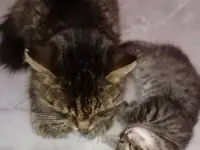 Красивая кошечка, фотография 10