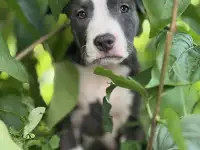 Мальчик  АСТ