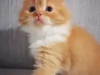 Персидские котята, фотография 2