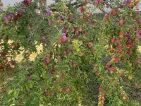 Продажа дома, дачи, фотография 10