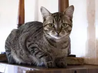 Кот Микки, кастрирован., фотография 4