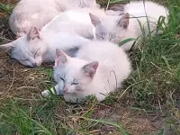 Котята даром, фотография 2