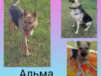 Альма в дар