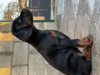 Щенки добермана