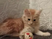 Животные