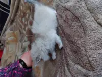 Котята в дар, фотография 8