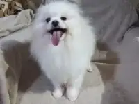 Померанский шпиц