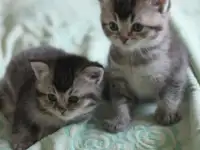 Шотладнские  вислоухие Скотиш страйт