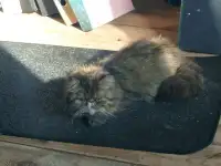 Котенок персидский, фотография 4