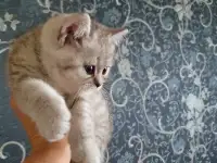 Котята, фотография 4