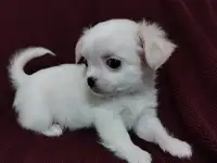 Чихуахуа Мальчик и Девочка, фотография 7