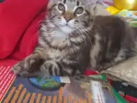 Мейн кун, фотография 5