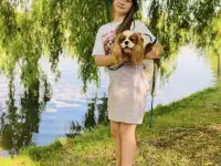 Кавалер Кинг Чарльз Спаниель - вязка, фотография 3
