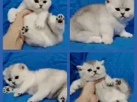 Шотландские котята., фотография 2