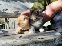 Бесплатно котята, фотография 1