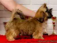 Ши- тцу щенки, фотография 3